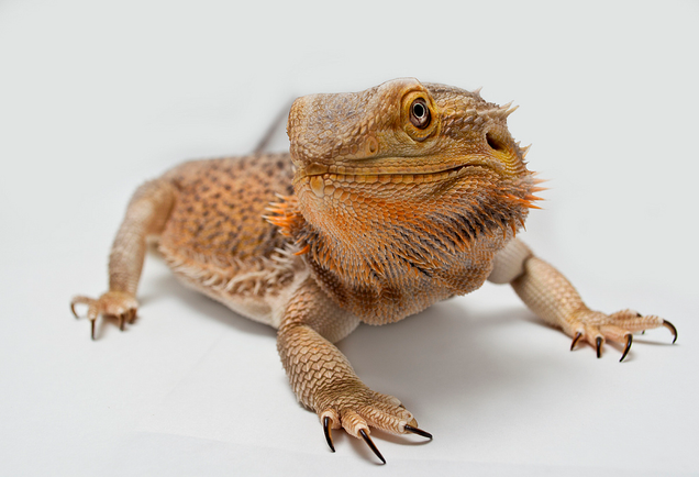 Bearded dragons have become popular reptile pets. Image: Nick Ta / Flickr
